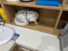 -艾贝尔宠物医院·24H转诊中心·肿瘤猫专科(江宁双龙店)