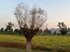 -汉长安城未央宫国家考古遗址公园