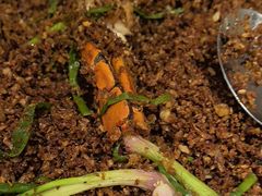 喜记正宗炒辣蟹-喜记避风塘炒辣蟹(旗舰店)