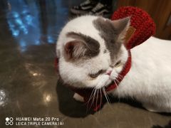 -PETKIT 小佩宠物·低压洗护·美容·寄养(安远店)