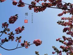 -高东镇樱花园