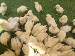 点击看大图 -萌宠亲子动物乐园(槐房万达店)