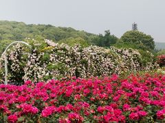 -龙寺生态园