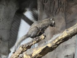 -Zoolung Zoolung动物主题公园(海信广场店)