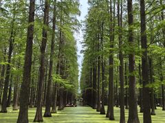 -渌洋湖湿地公园