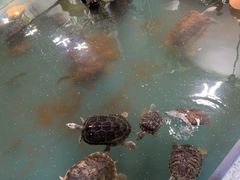 -上海大自然野生昆虫馆(东方明珠·爬宠昆虫探索中心)
