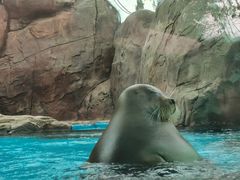 -海合安成都极地海洋公园