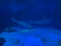 -烟台海昌鲸鲨海洋公园