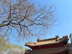 -桃花堤公园