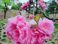 -海棠花溪(元大都城垣遗址公园)