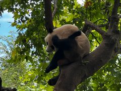 -都江堰中华大熊猫苑