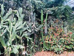 -呀路古热带植物园