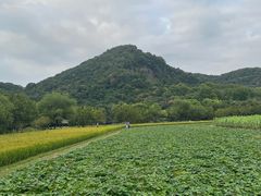 -八卦田遗址公园