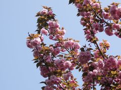 -高东镇樱花园