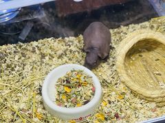 -酷以爬仙阁实体爬宠店·守宫·蜥蜴·专业繁育