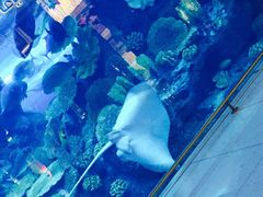 -迪拜水族馆及水下动物园