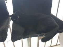 -我爱猫咪·猫咖·狗咖·安哥拉兔·羊驼咖(小寨华旗店)