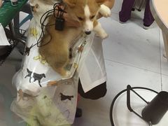 -惠康宠物医院(华能路店)