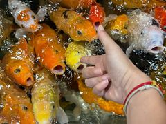 -上海大自然野生昆虫馆(东方明珠·爬宠昆虫探索中心)