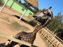 -西霞口神雕山野生动物世界