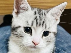 -小猫来了·猫舍(红山六九七九店)