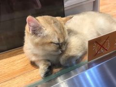 -狗道宠物(常熟印象城店)
