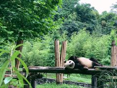 -都江堰中华大熊猫苑