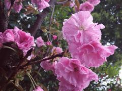 -桃花岛景观公园