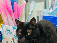 -安安宠医·臻爱宠物医院·宠保定点(营门口路分院)