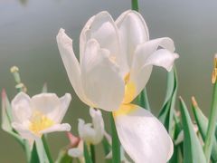 -上海鲜花港