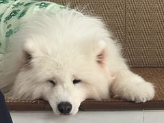 -星多哈·狗咖·拼豆·咖啡