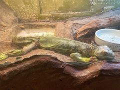 -上海大自然野生昆虫馆(东方明珠·爬宠昆虫探索中心)