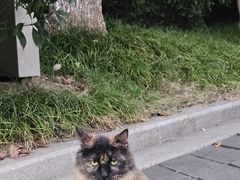 -青枫公园
