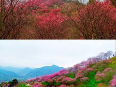 -新建村梅花
