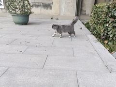 -西安大兴善寺