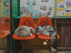 -猫咪博物馆(顶澳仔猫街店)