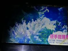 -烟台海昌鲸鲨海洋公园