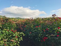 -亚龙湾国际玫瑰谷