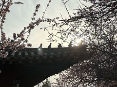 -桃花堤公园
