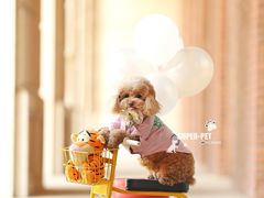 -超宠爱宠物摄影-Super pet