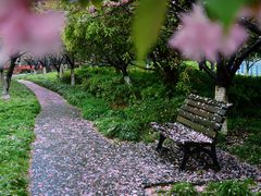 -高东镇樱花园