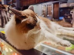 -咖法森林·咖啡  酒吧(天河店)