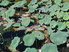 -羊亭河湿地公园