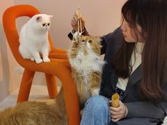 -More Fun猫咖 二十只万元加菲主题
