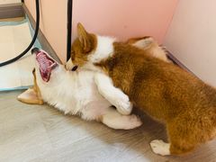 -浣熊柯尔鸭土拨鼠·电玩咖