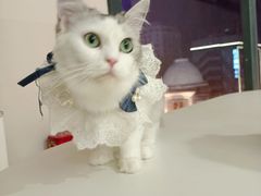 -怪兽屋·羊驼·猫咖·狗咖(俊华广场店)