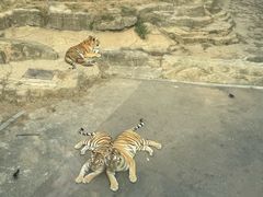 -大连森林动物园