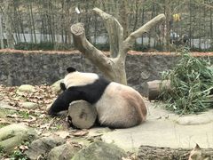 -都江堰中华大熊猫苑