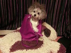 -momokira米努特·德文卷毛猫·棉花面纱犬