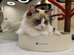 -COLOR PETS 撸猫馆·购猫·猫咖(长风大悦城店)